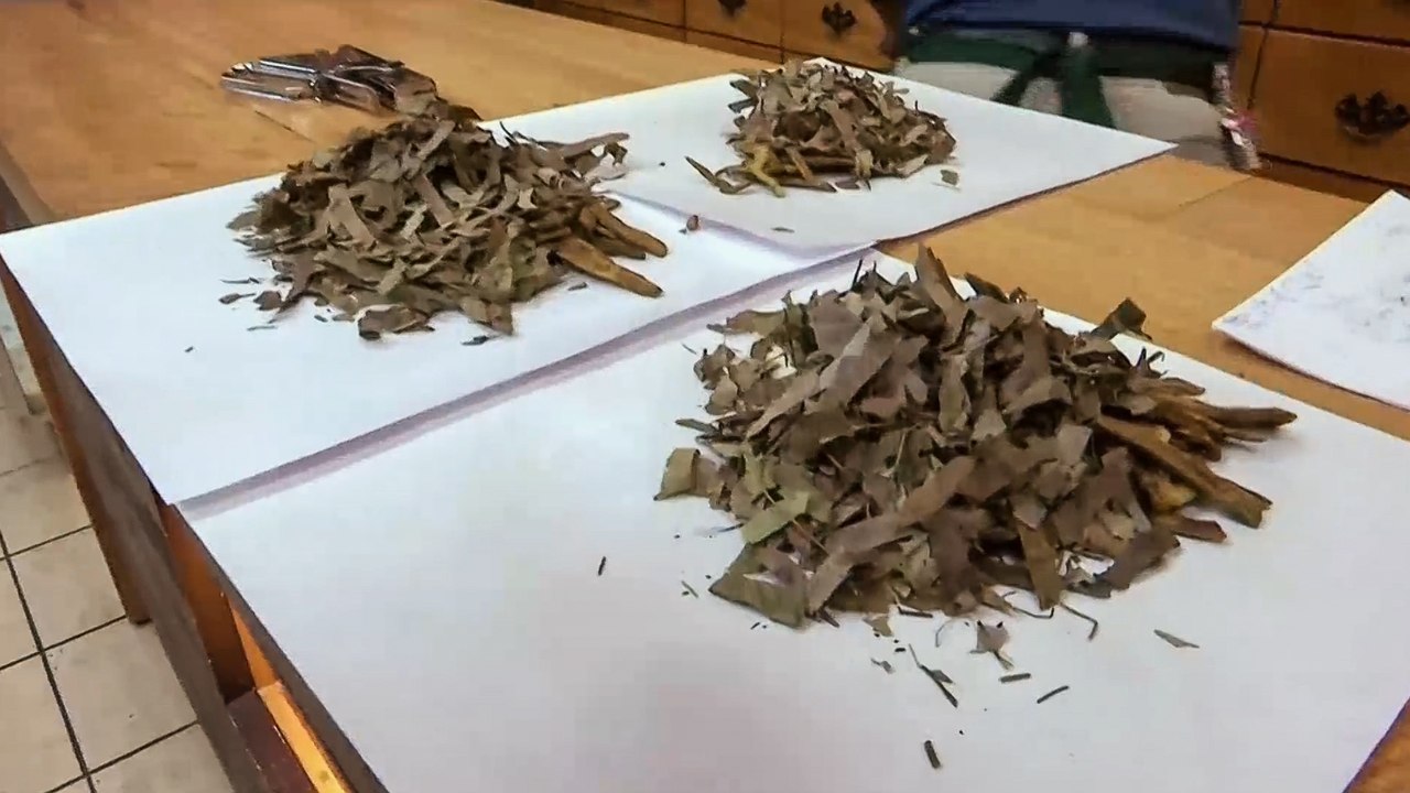 منظمة الصحة العالمية تقر اختبارات على أعشاب أفريقية لعلاج كورونا