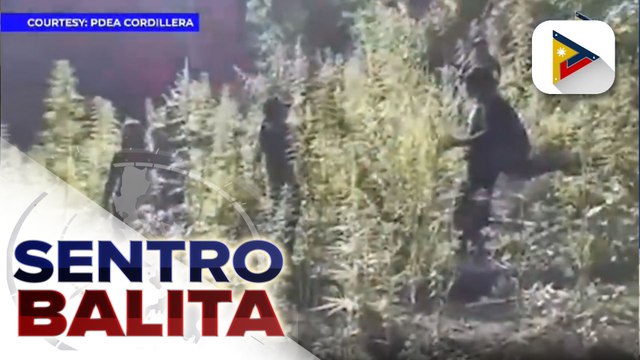 #SentroBalita | Higit P13-M halaga ng marijuana na nadiskubre sa tatlong taniman sa Kalinga, sinunog
