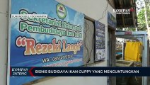 Bisnis Budidaya Ikan Guppy yang Menguntungkan