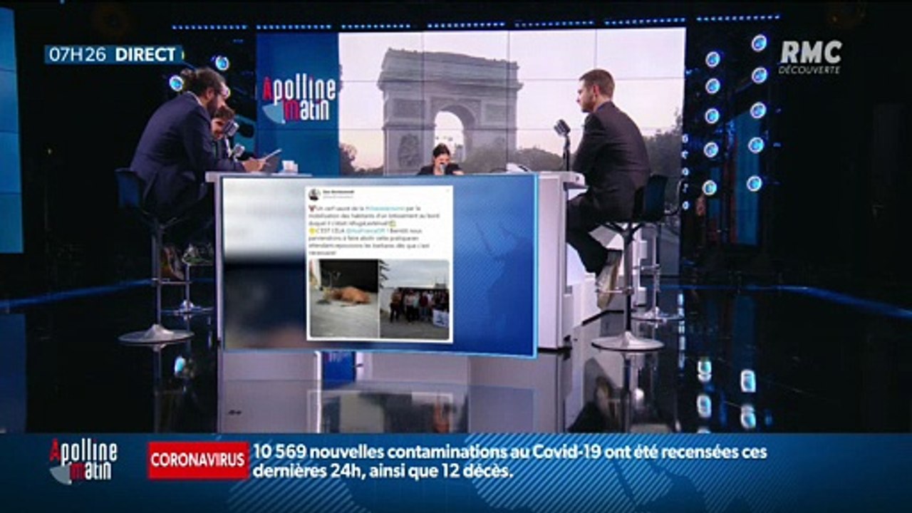 #Magnien, la chronique des réseaux sociaux : Un cerf exténué et traqué lors d'une chasse à courre se réfugie dans un chantier - 21/09 - 7h25