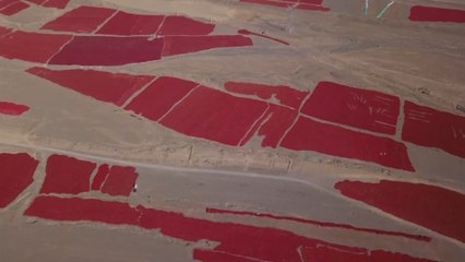 Chilli pepper farmers in China’s western Xinjiang region brace for bumper harvest