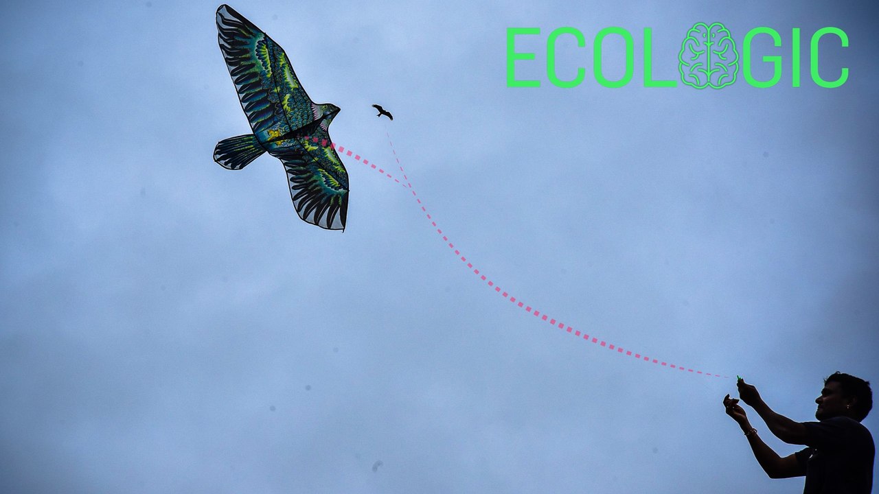 Ecologic | Bird injuries soar during pandemic