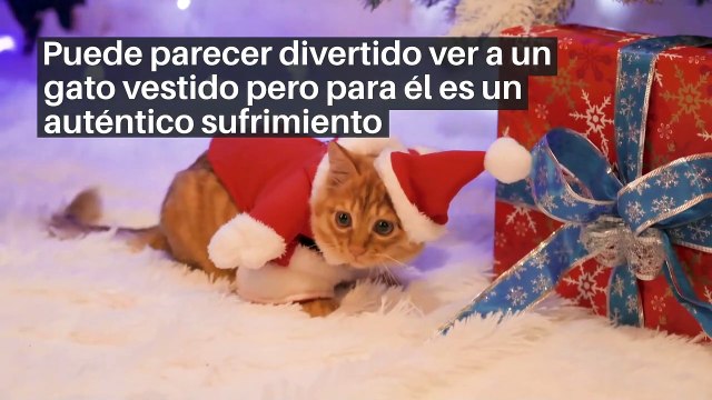 4 cosas que odian los gatos