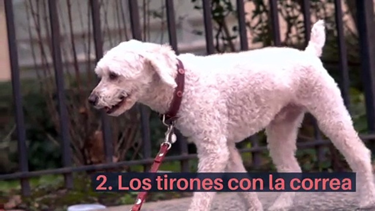 5 cosas que les afectan a los perros