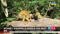 Monkey squirrels handle the heat