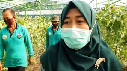 Panen Ratusan Buah Melon di Musim Kemarau