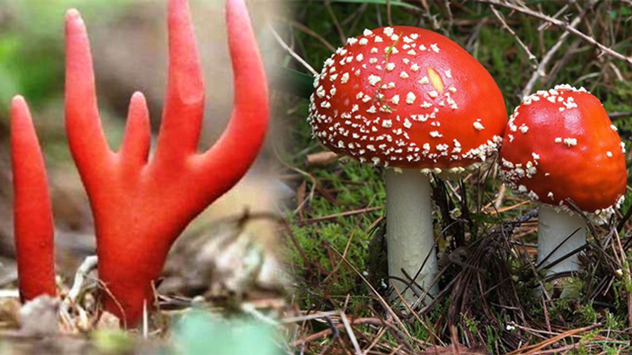 दुनिया का सबसे जहरीला मशरूम, जिसे छूने से हो जाएंगे बीमार | World's deadliest Mushroom | Boldsky