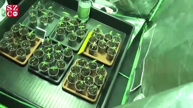 Dubleks daire kiraladı, uyuşturucu serası kurdu