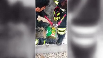 Proses Evakuasi Damkar Selamatkan Kepala Anjing yang Tersangkut