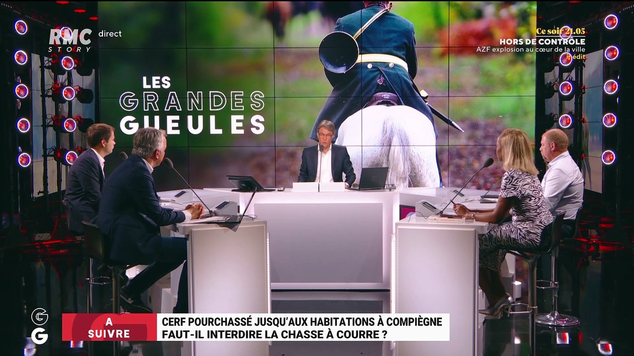 Cerf pourchassé à Compiègne : faut-il interdire la chasse à courre ? - 21/09