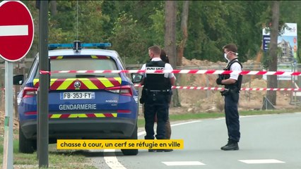 Oise : la traque d’un cerf dans une zone habitée fait polémique