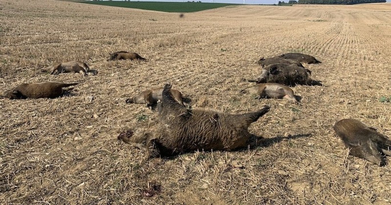 Traquée, heurtée puis écrasée, une famille de sangliers a été décimée volontairement dans les Vosges
