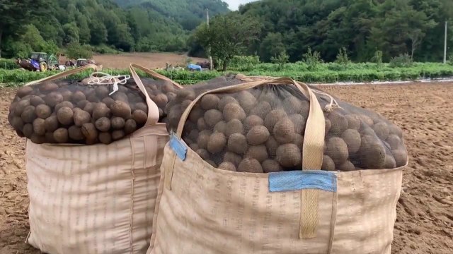 [기업] SPC그룹, 코로나 피해 감자 농가 돕는다 / YTN