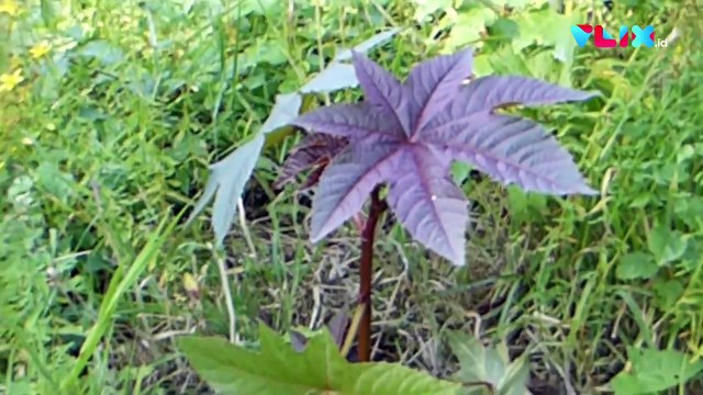 Presiden Donald Trump Dikirimi Racun Mematikan