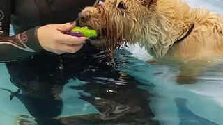 Dog training in the pool