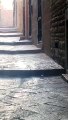 Andria: ratti a spasso nel centro storico - video diffuso da un cittadino (settembre 2020)