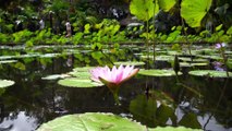 New Motivational Hip Hop Song -Unfold Like a Lotus Flower - Kamal the Motivator