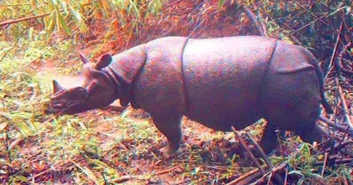 Deux bébés rhinocéros de Java, espèce en voie d'extinction, repérés dans un parc indonésien