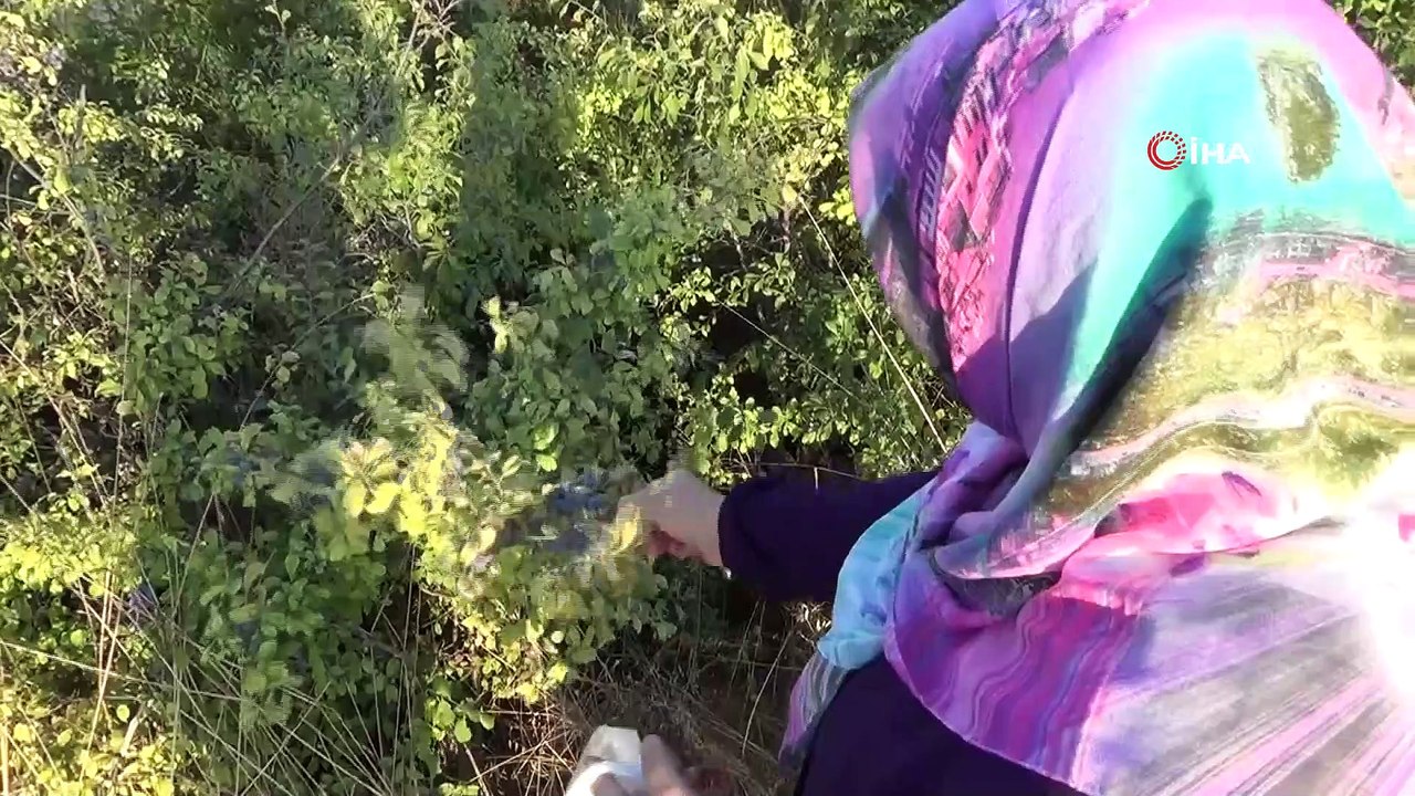 Güvem eriğinin faydaları saymakla bitmiyor