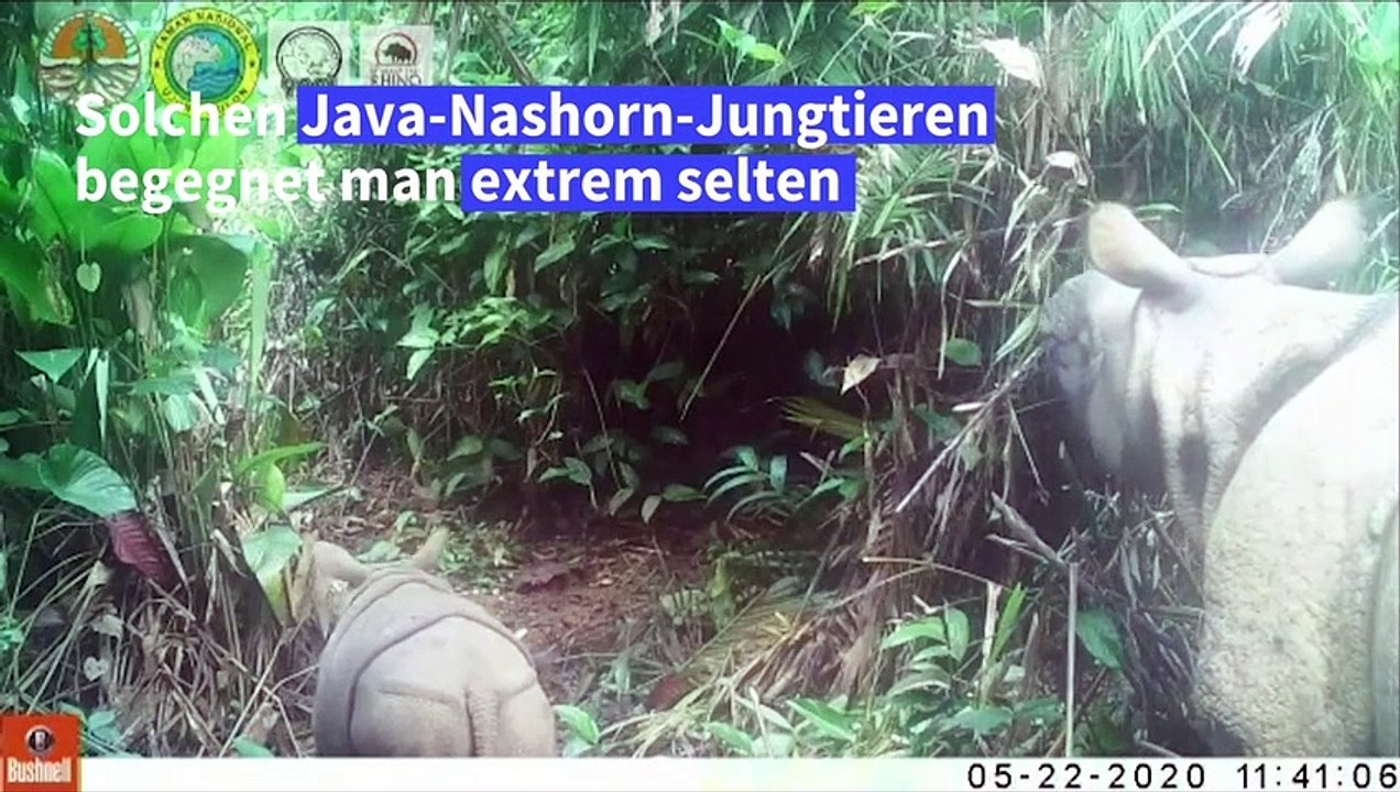 Seltene java-nashorn-jungtiere in indonesien entdeckt