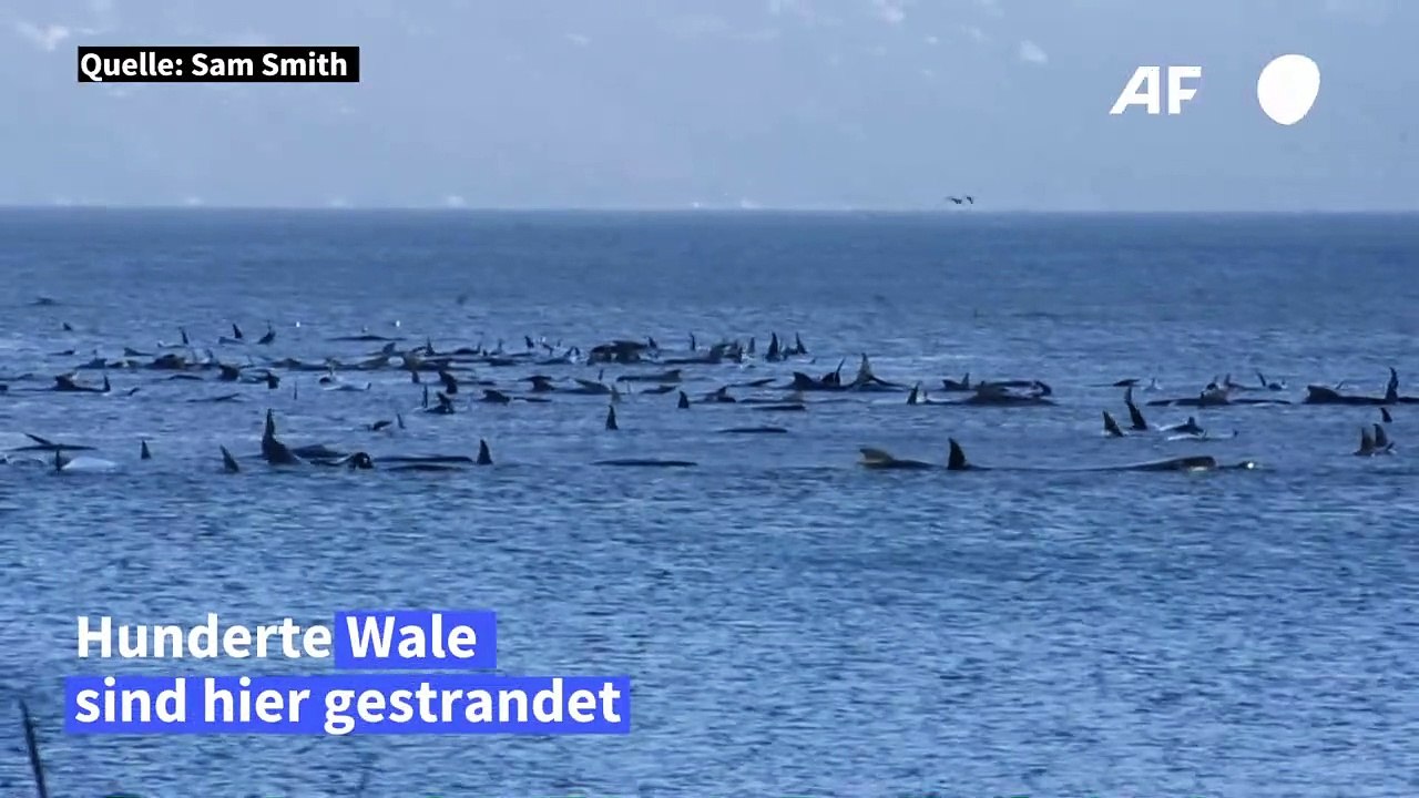 Hunderte Wale stecken vor Küste Tasmaniens fest