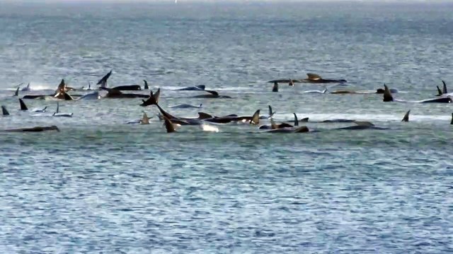 Cientos de ballenas varadas en una bahía remota de Tasmania