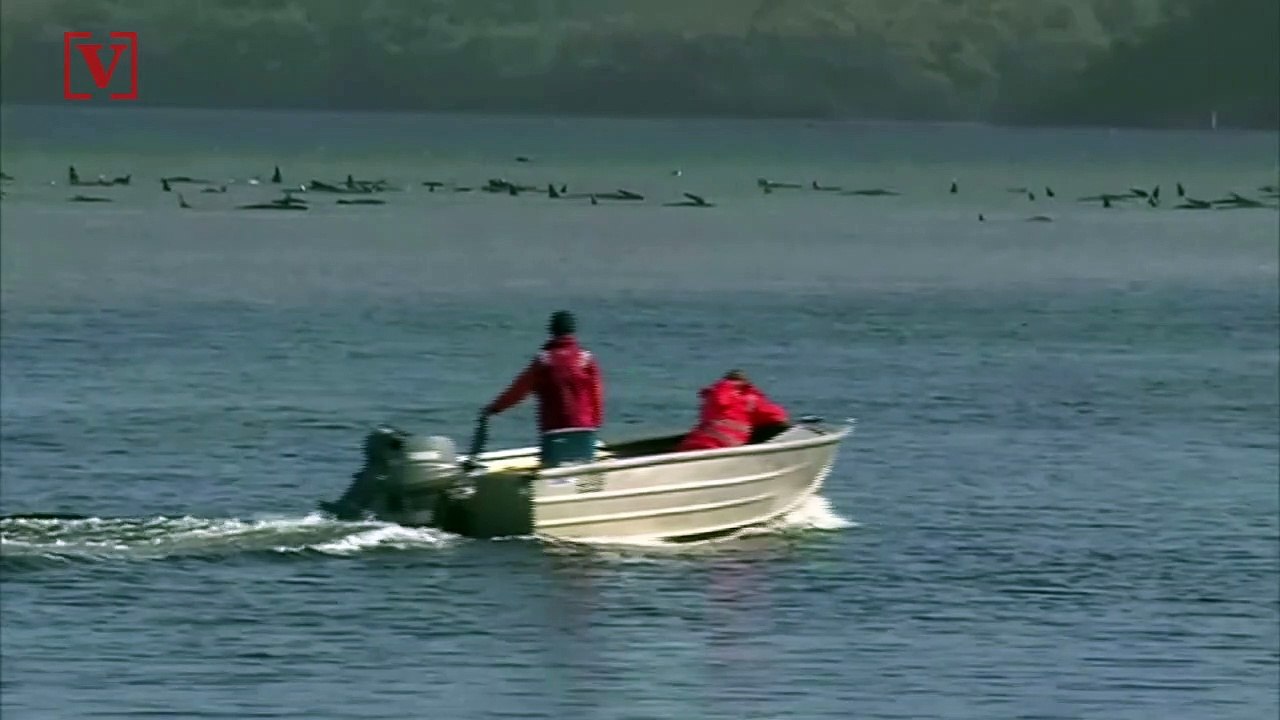 Rescue Underway After 270 Whales Are Found Beached in Tasmania