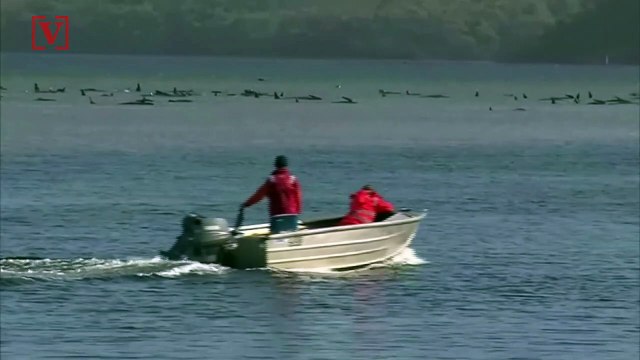 Rescue Underway After 270 Whales Are Found Beached in Tasmania