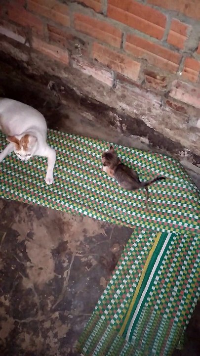 Những chú Mèo con