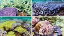 Why Do Some Corals Turn Neon Colors When Suffering 'Coral Bleaching'