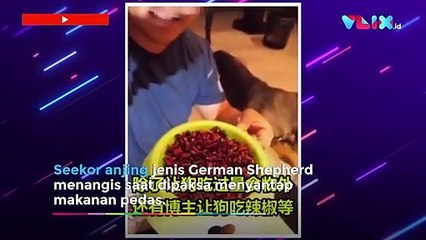 Dipaksa Makan Cabe Demi Konten, Anjing Ini Menangis