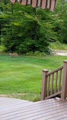 Bobcat Strolls Through Backyard