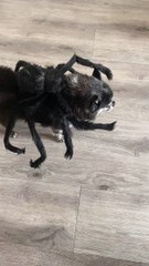 Super Cute Spider Dog