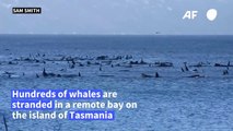 Hundreds of whales stranded in southern Australia