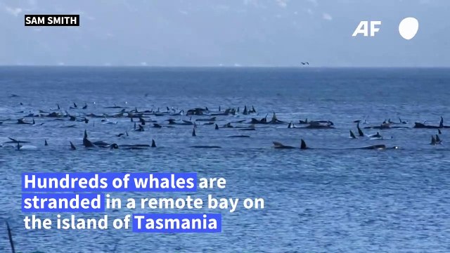 Hundreds of whales stranded in southern Australia