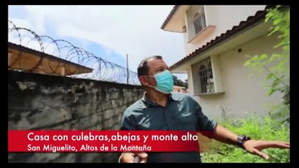 Denuncia ciudadana sobre una casa con culebras, abejas y monte alto  - Nex Panamá