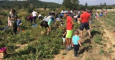 Pour éviter le gaspillage, un agriculteur propose de ramasser ses tomates invendues gratuitement