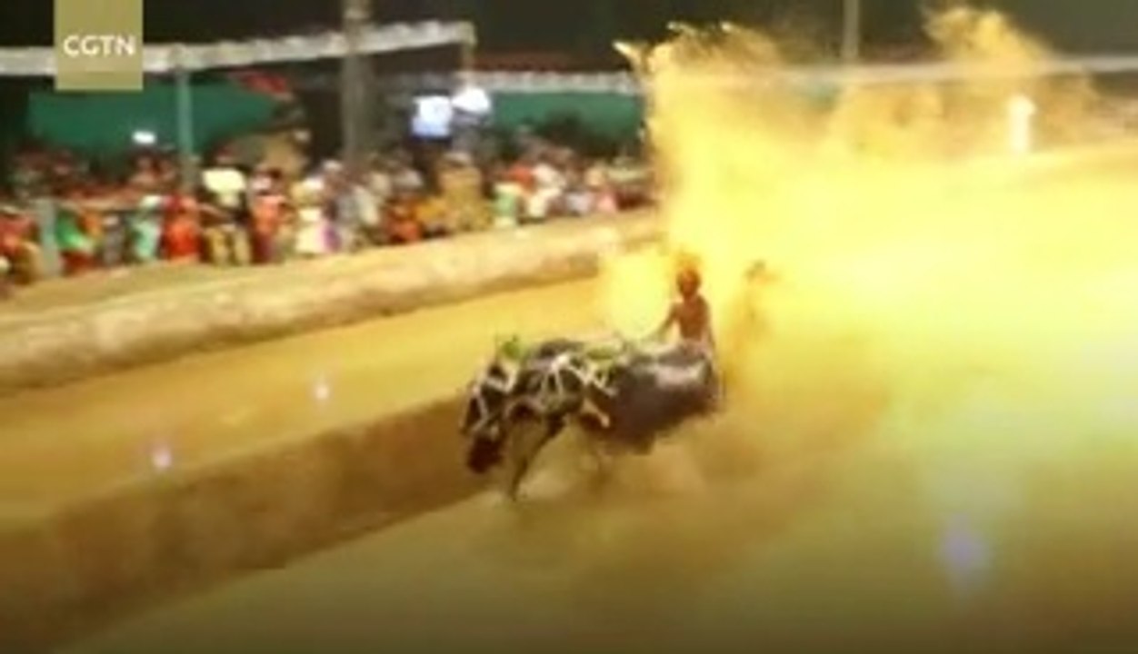 INDIA - Buffalo racing, man and beast in mad harmony