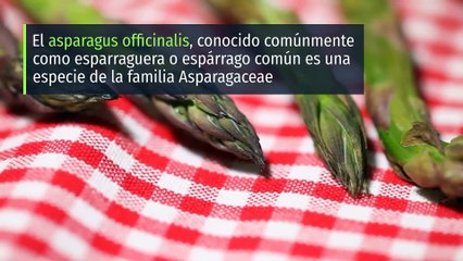 8 Propiedades y Beneficios de los Espárragos | QueApetito