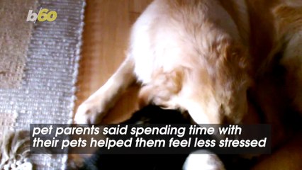 Things To Buy for Your Pet for Your Home Office Because They’re Your Favorite Colleague