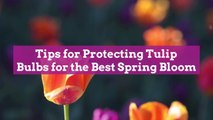 10 Tips for Protecting Tulip Bulbs for the Best Spring Bloom