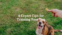 4 Expert Tips for Training Your Dog