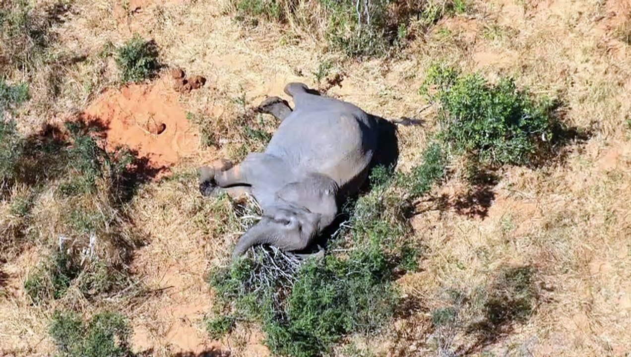 Elefanten-Sterben in Botsuana: Ursache geklärt