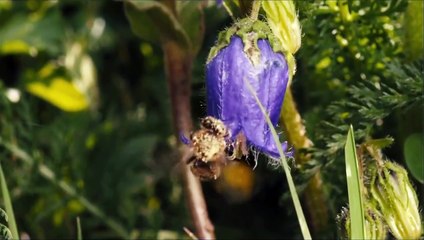 Des abeilles et des hommes (2013) - Bande annonce