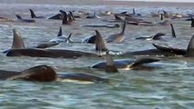 Over 200 whales stranded on Tasmania's west coast
