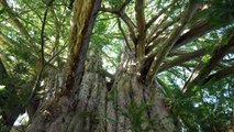 La Puissance de l’arbre avec Ernst Zürcher Film Documentaire