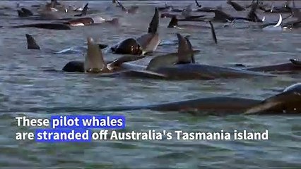Rescue under way to save 180 stranded whales in Australia