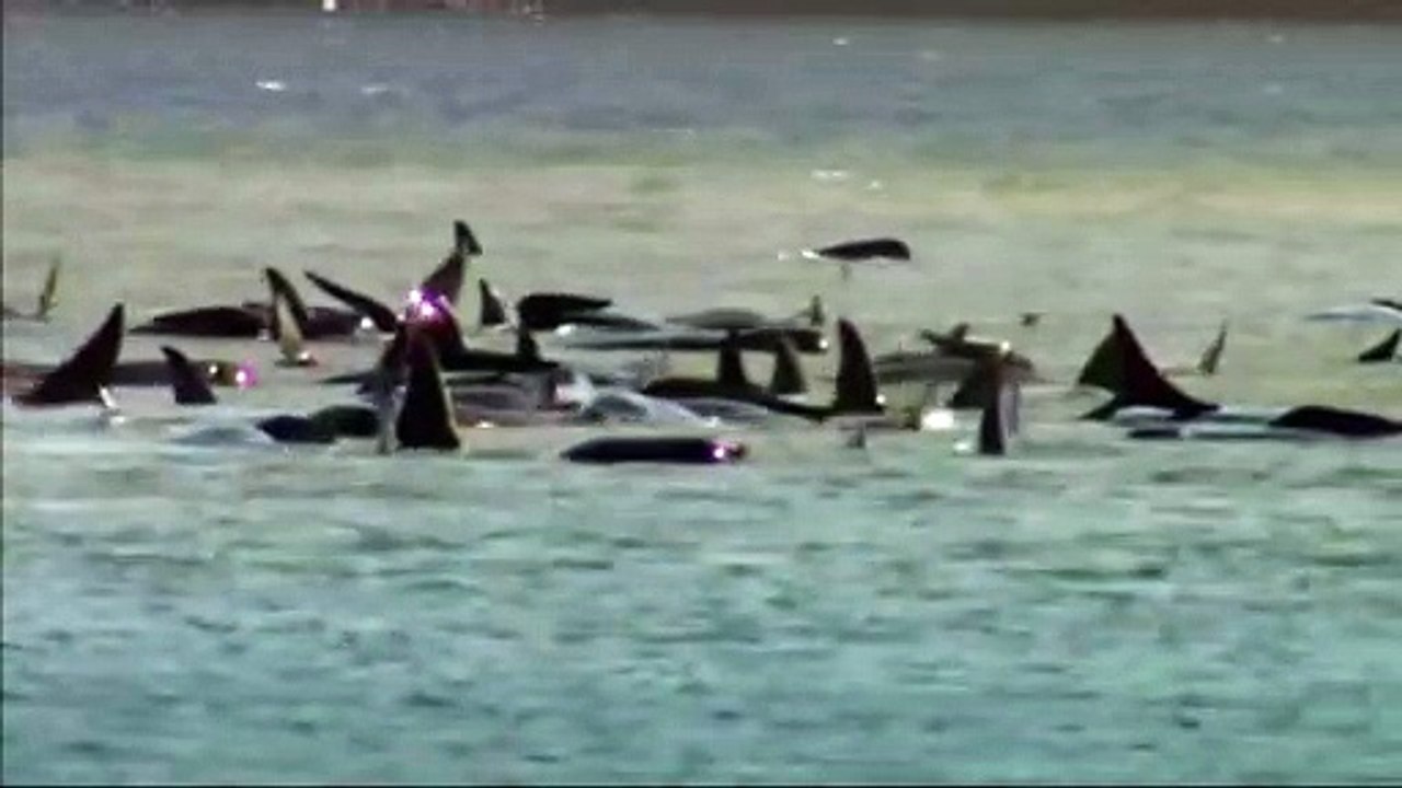Pod of around 270 whales standed on sandbar in Tasmania, Australia