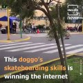 Dog's skating skills win netizens' hearts!