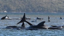 Un tercio de 270 ballenas varadas en Australia han muerto, según rescatistas